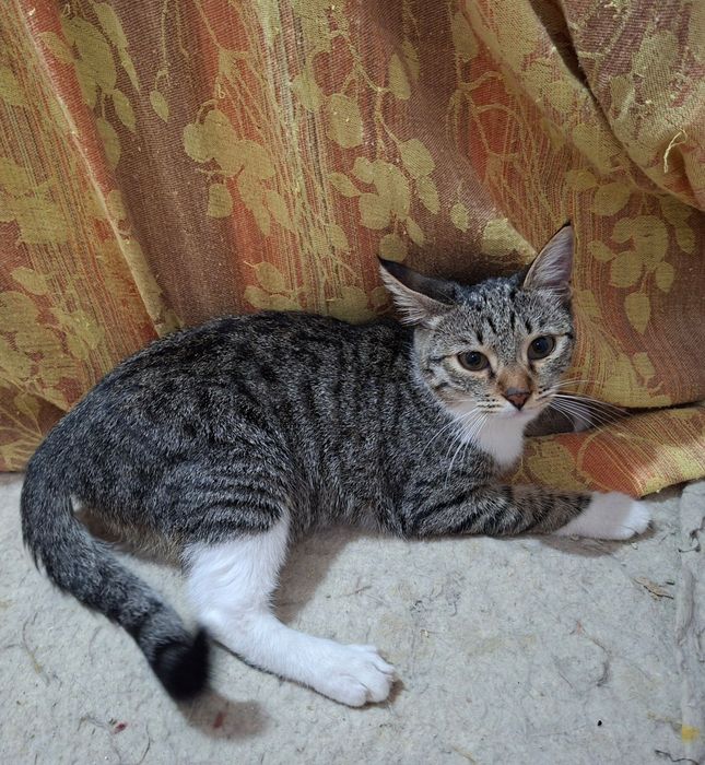 Пристраивается молодая кошечка