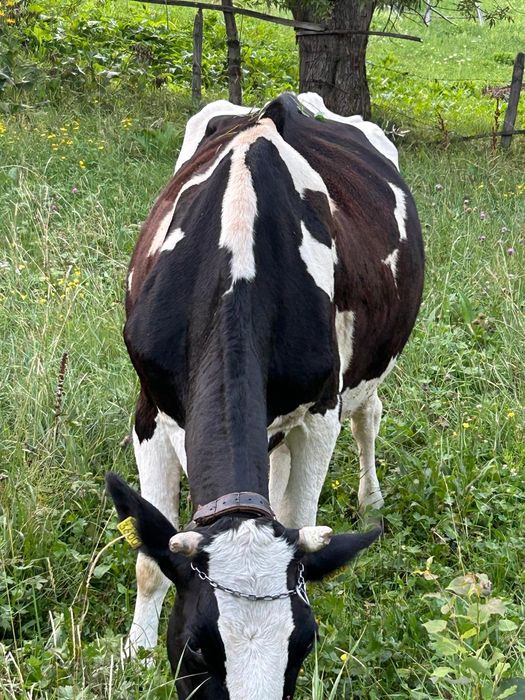 Vând 2 vaci împreună sau separat
