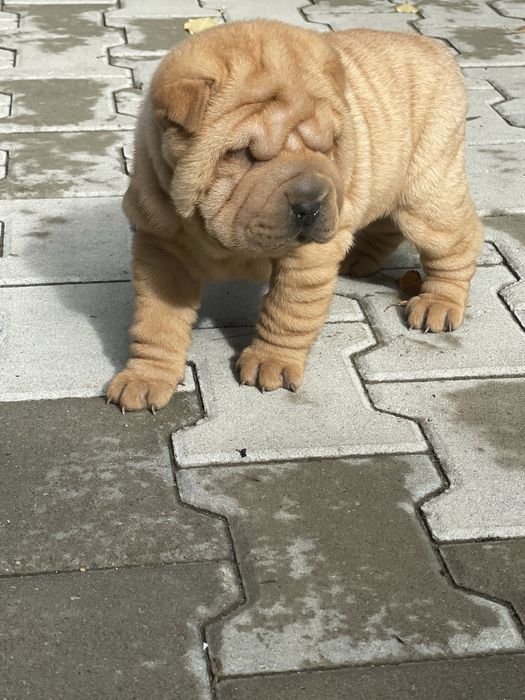 Femela din rasa sharpei
