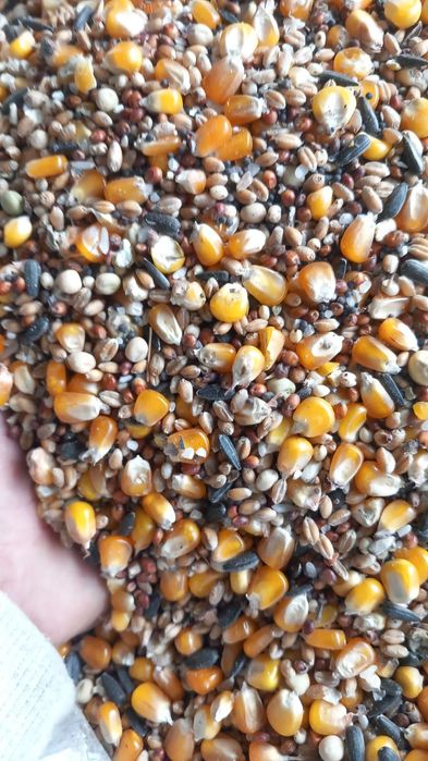 Amestec cereale pentru porumbei,păsări,din 8 semințe