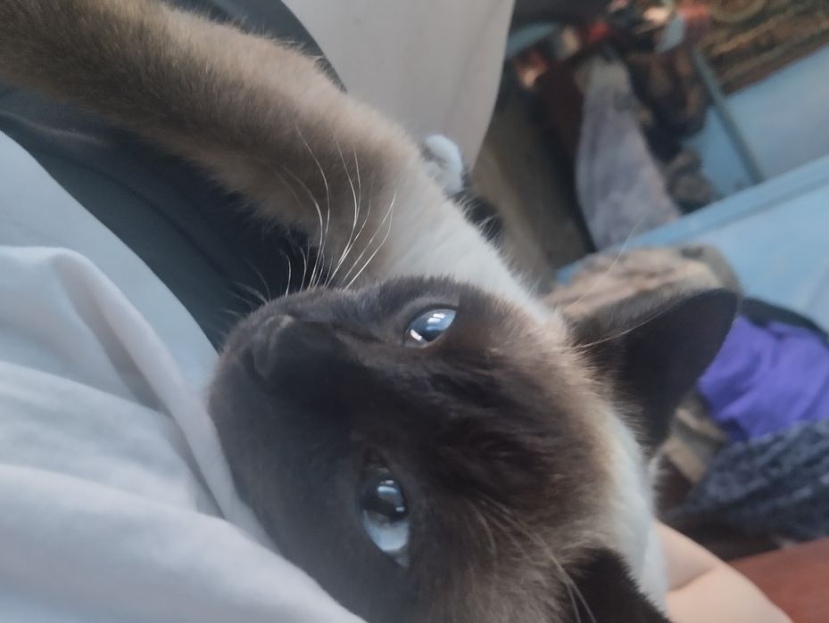 Кошка, порода, сиамская