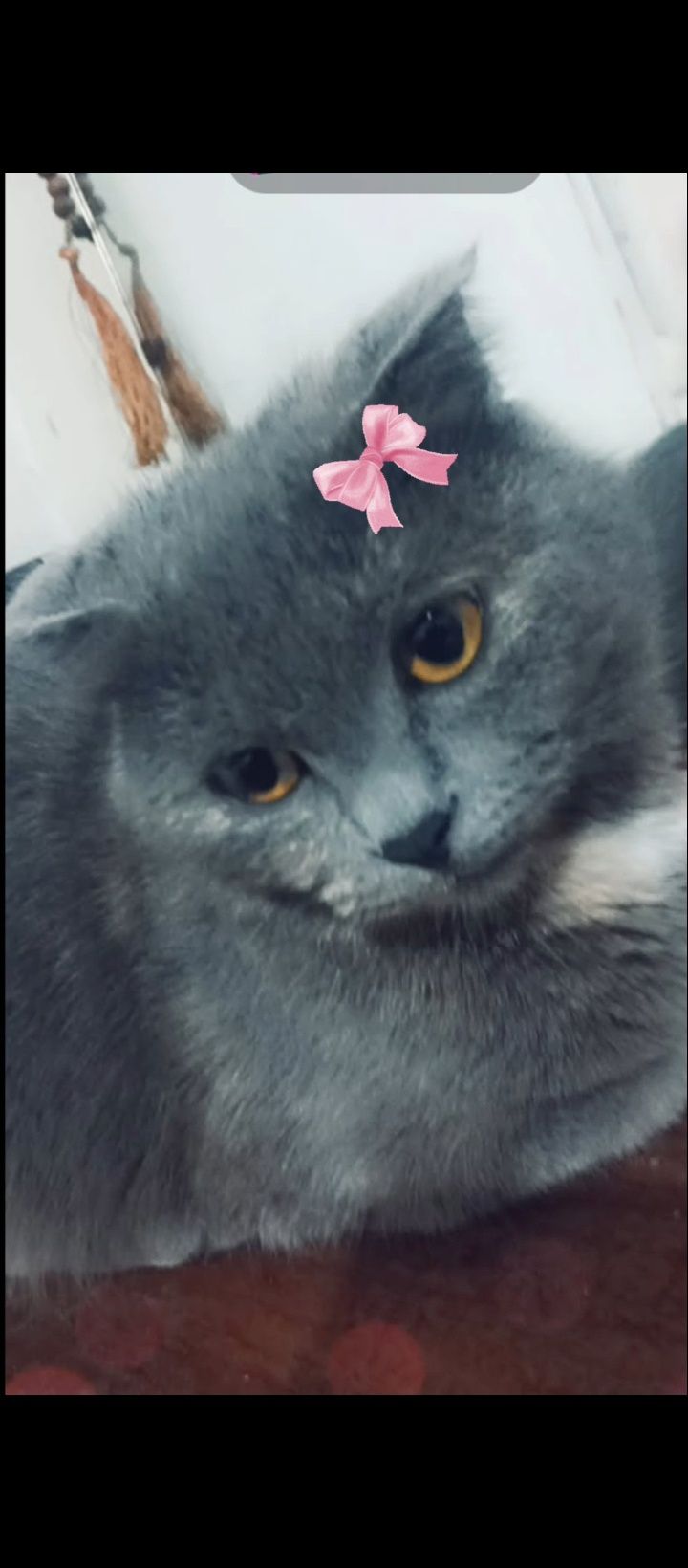 Scottish fold qornida bolasi bor