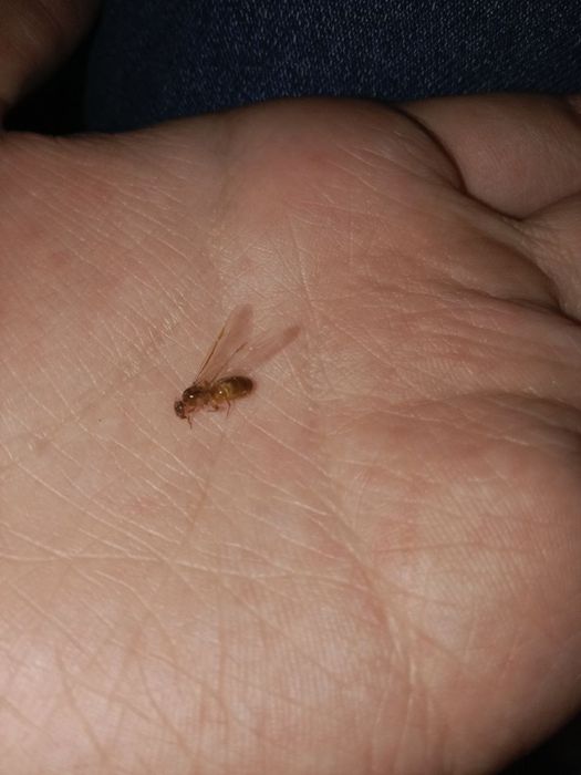 Муравьи редкие, Lasius flavescens название.