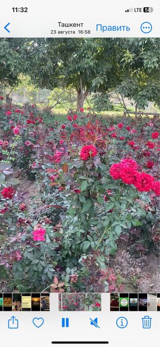 Atir gullar sotiladi ko’chati bilan optim hamasi