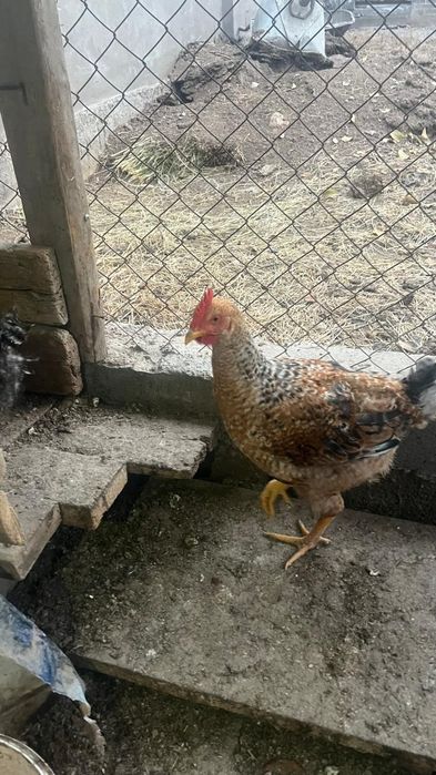 Шөже Цыплята продам