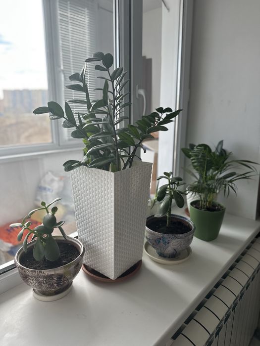 Комнатные цветы!!! от 5тыс. - 10 тыс.тенге