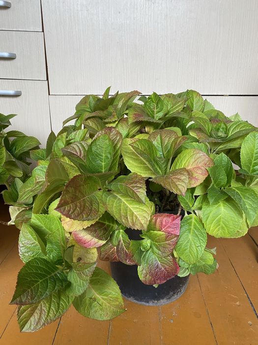 Гортензия, в большом горшке