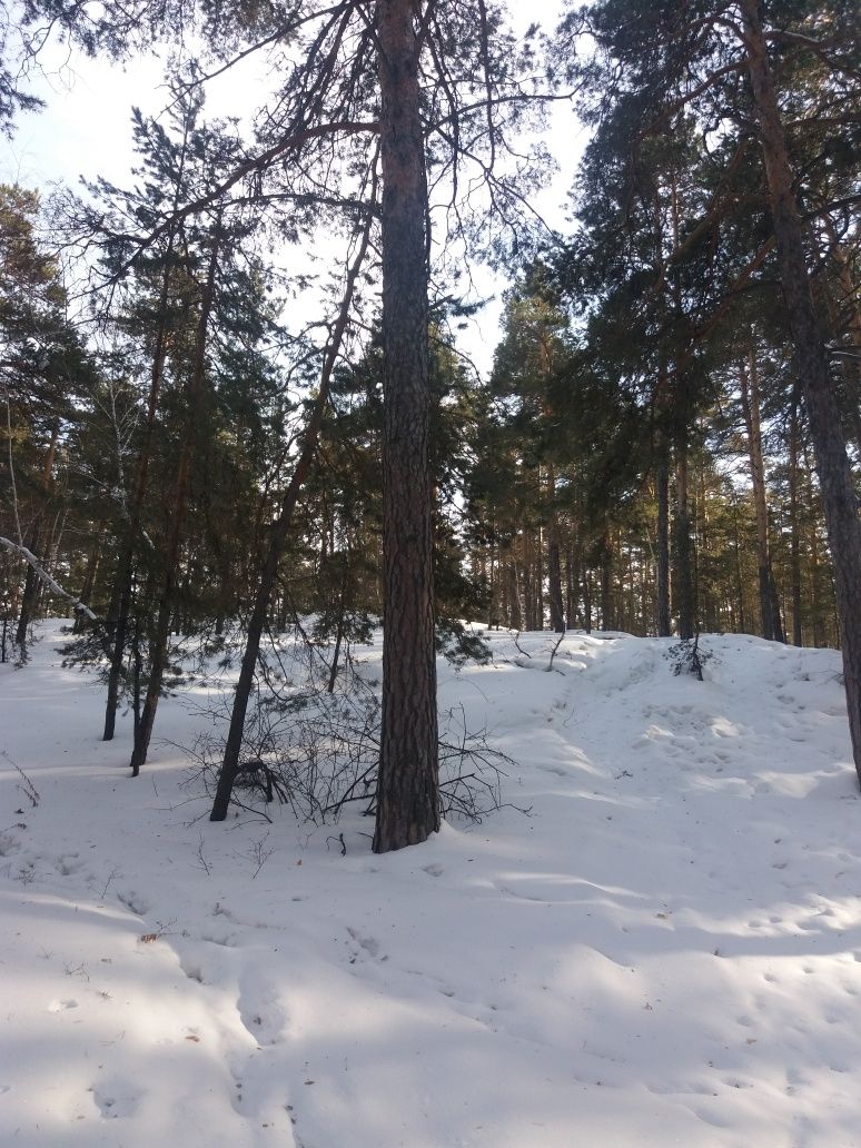 Акколь 100км от Астаны Срочно продается дачный участок возле леса