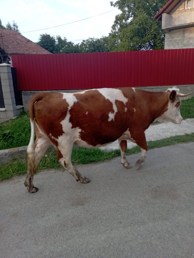 Se vinde vaca bună