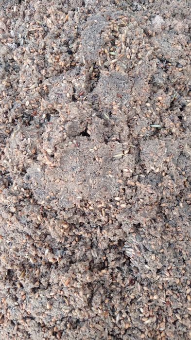 Зерно отход текинга берилади.