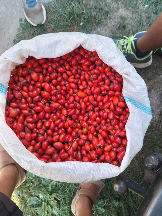 Măcese proaspete (maciese ,rosa canina)