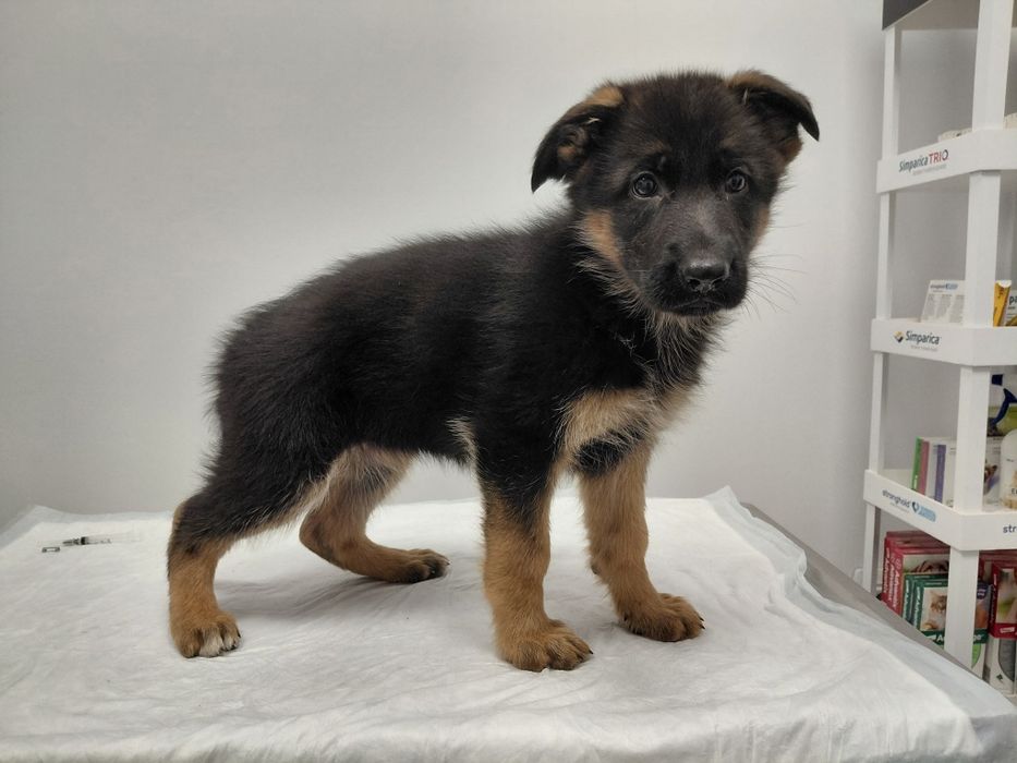 Немски Овчарки малки