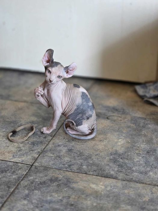 Коте с ваксина а