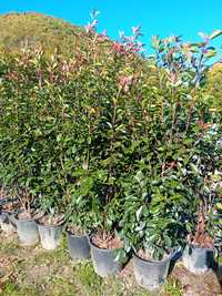 Vând photinia la ghiveci plantă