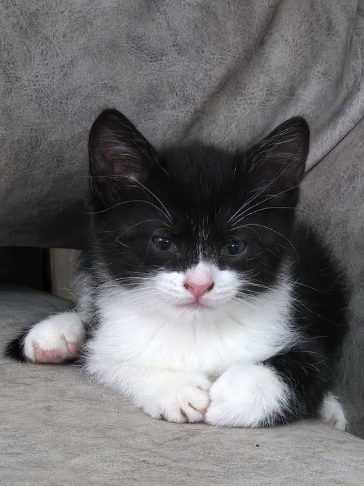 Котята 1,5месяца