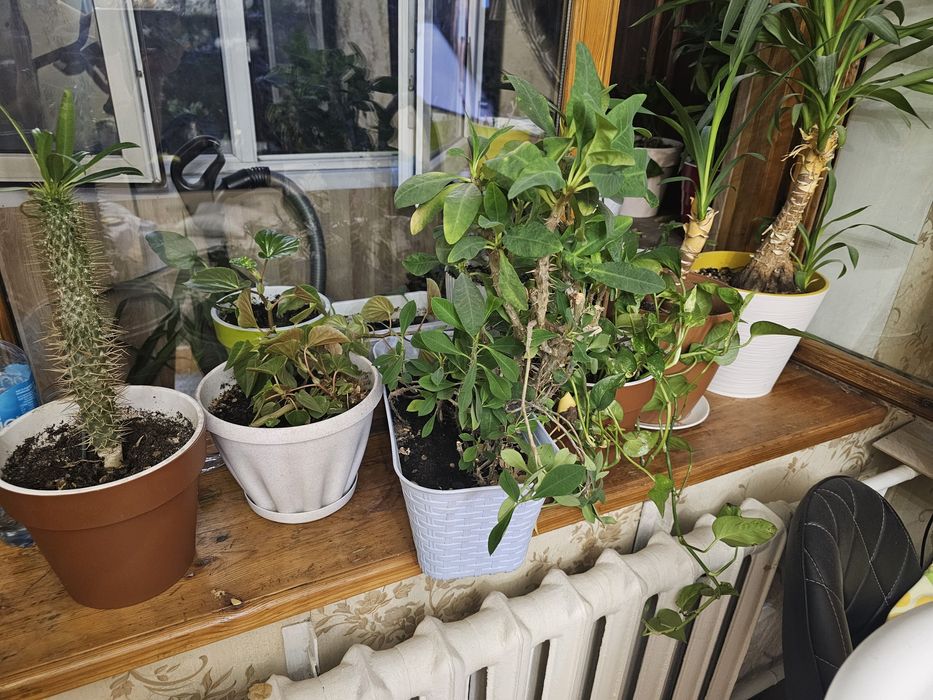 Комнатные растения Молочай, Бегония