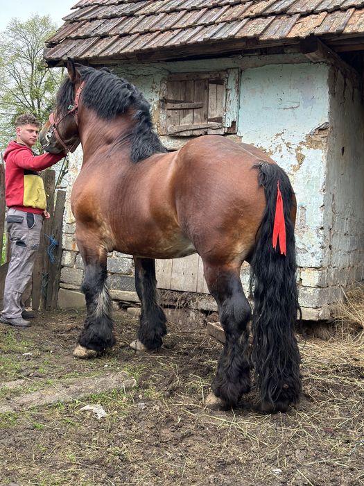 Vand armasar pentru reproductie