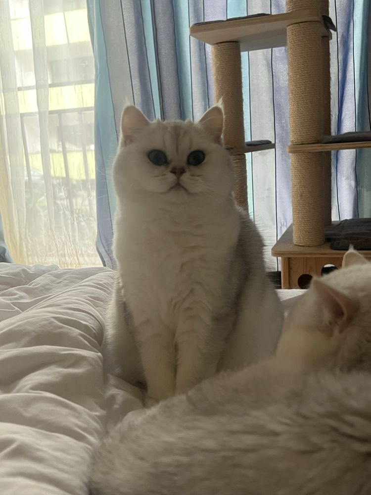 Femela British Shorthair Silver