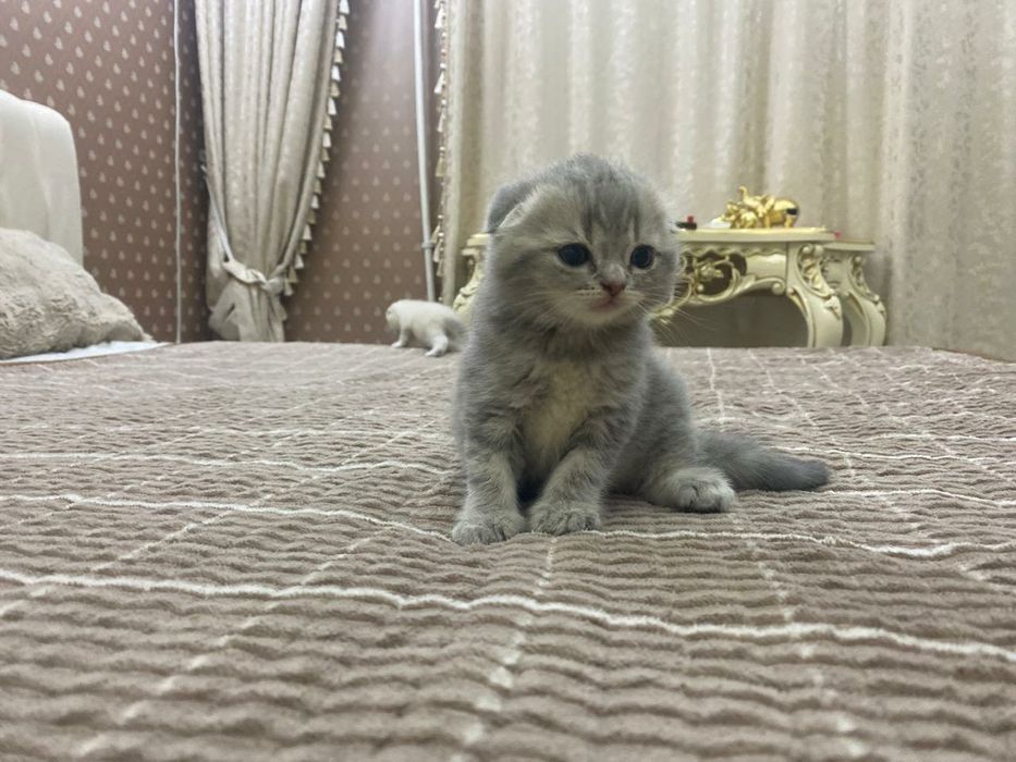 Чистопородные Шиншилы Шотландские  Скоттиш фолд и страйт