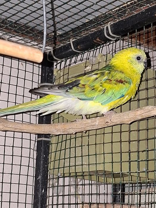 De vânzare papagali cantatori