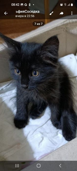 Котята, мальчик и девочка