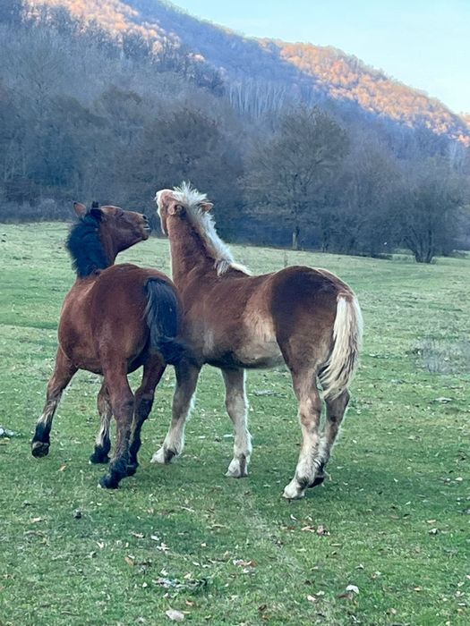 Vând 2 mânzi de 5 luni