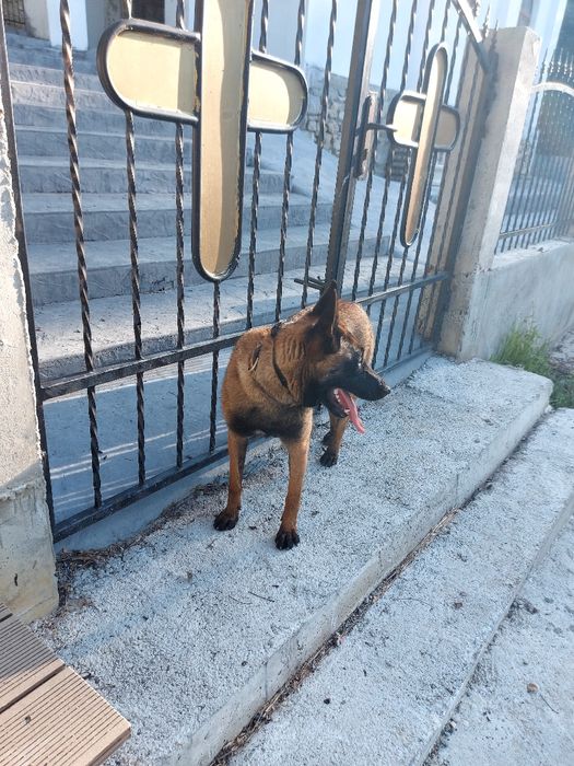 Белгийска овчарка 1г и4м Женскаес