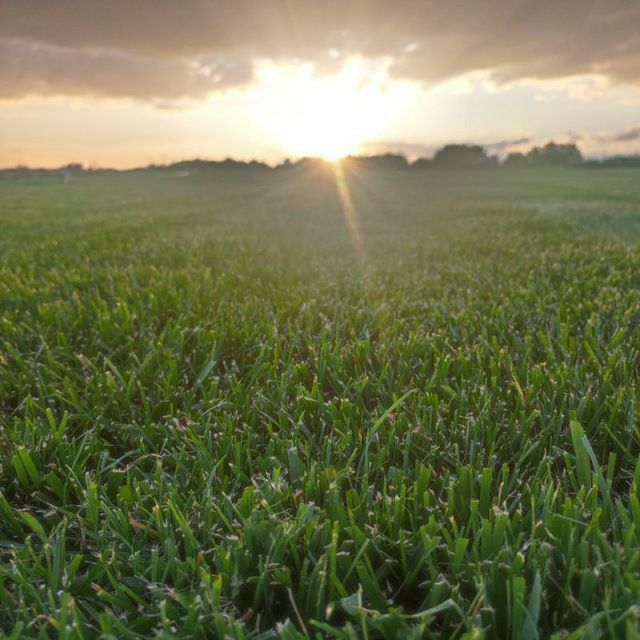 Gazon ekish archa kesish