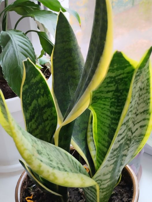 Сансевьерия сортовая  .