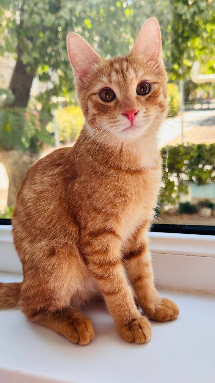 Отдам даром котята