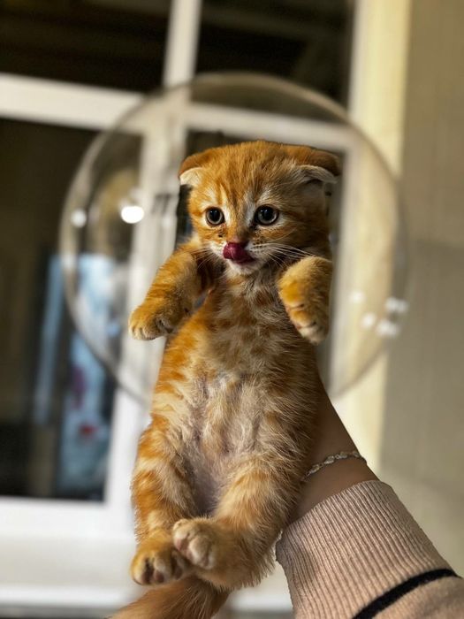 Пародистые котята
