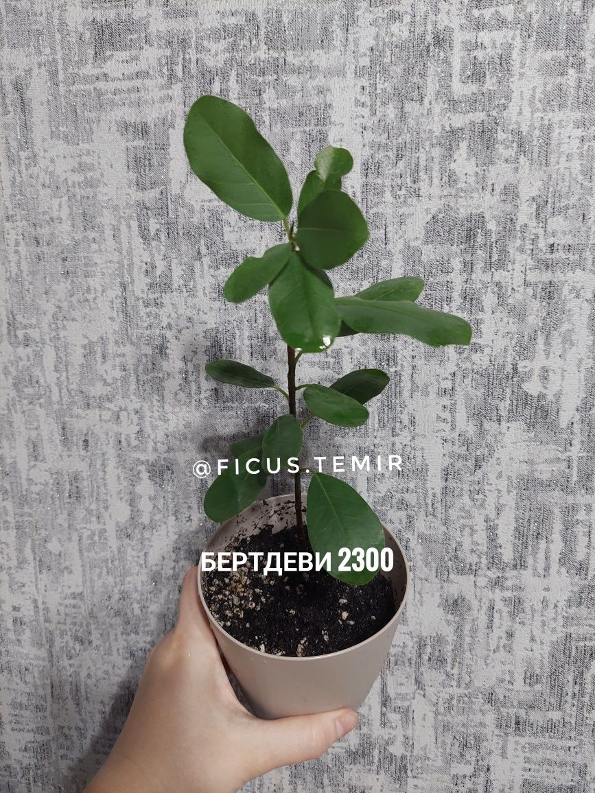 Комнатные растения