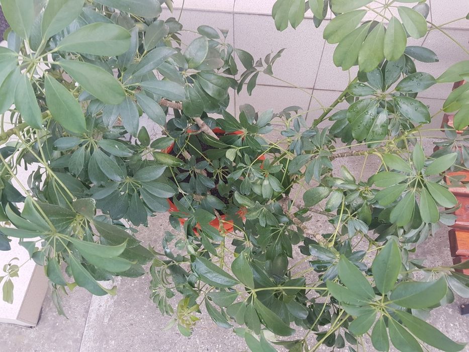 Planta în ghiveci pentru decoratiuni interioare si exterioare