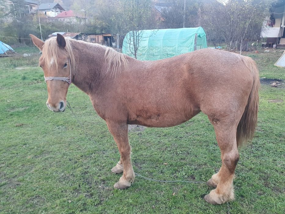 Vând iapă cuminte, foarte bună de muncă