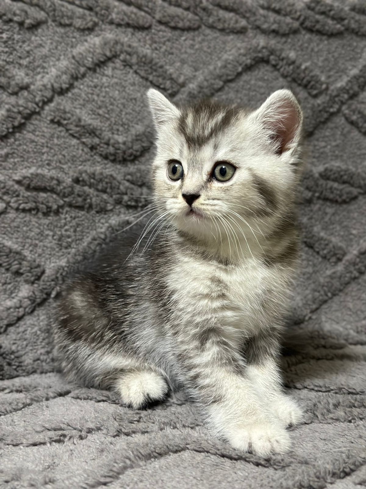Вислоухий кот вязка