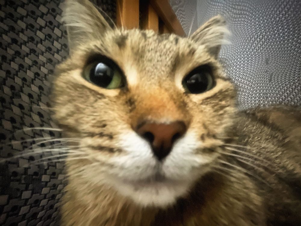 Продаётся кошка!