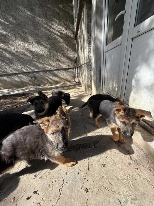 * Немски овчарки *