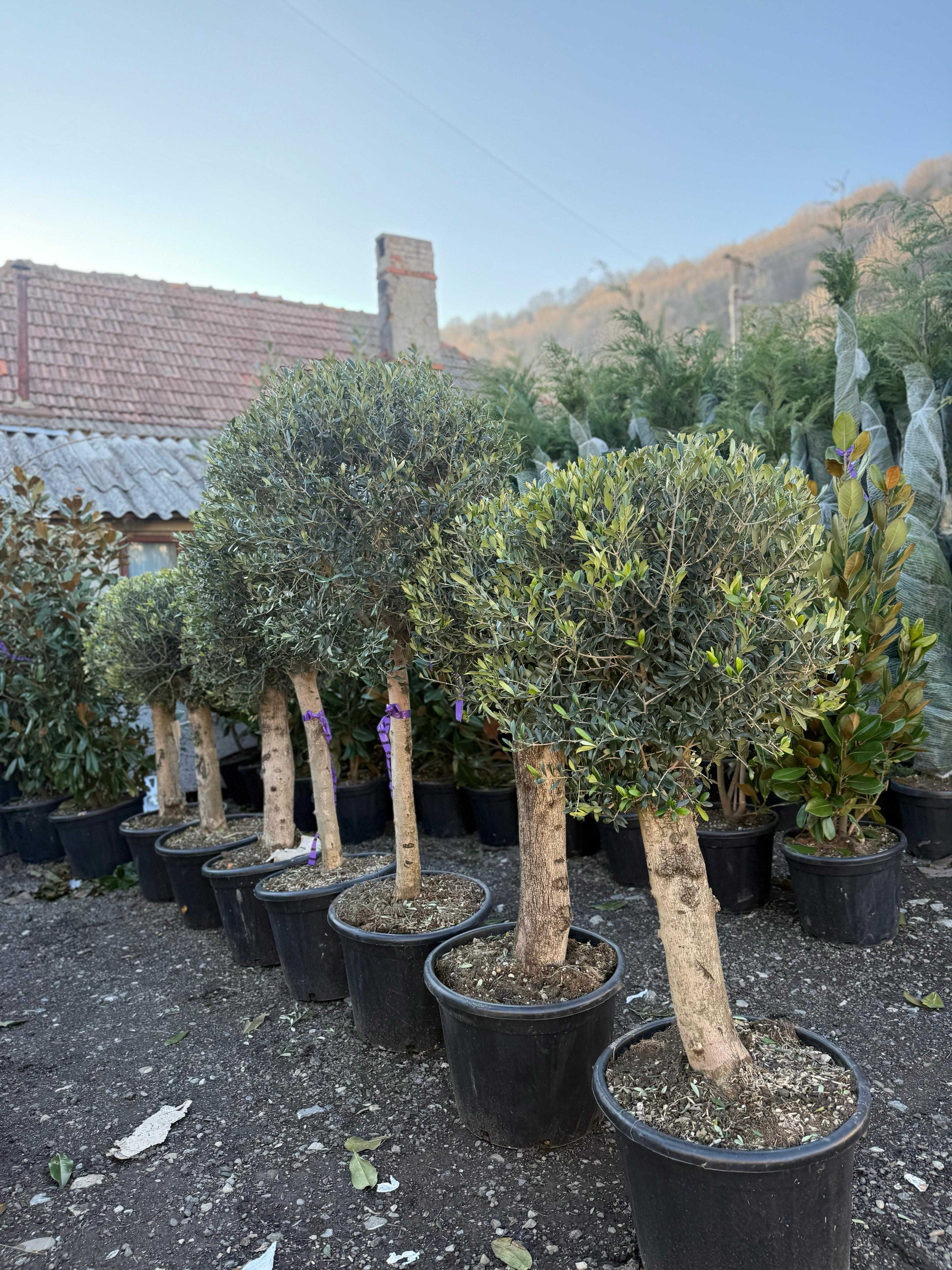 Amenajare grădini cu plante ornamentale – diversitate și calitate!
