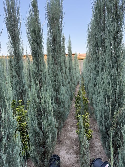 Skayroket majevelnik