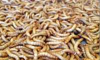 Мучные черви корм для питомцев. Объем 100 гр