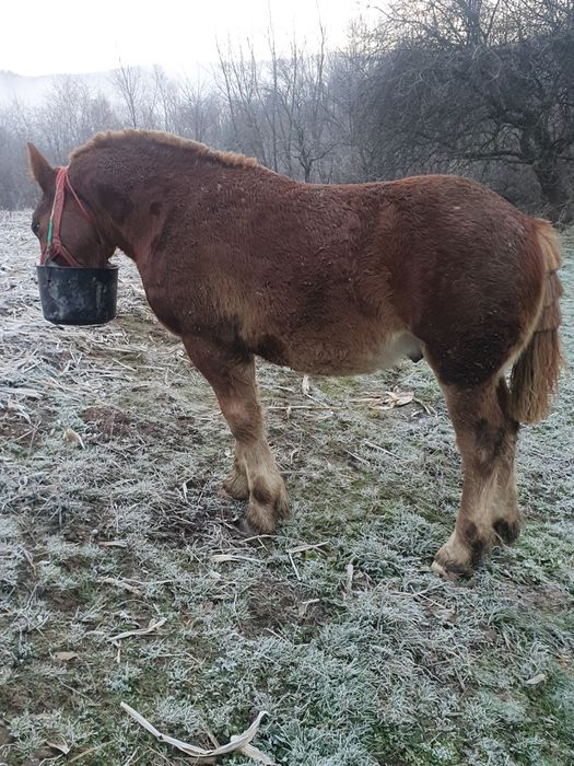 Brutus armasar de viitor mama breton și tata ardenez. Foarte blind