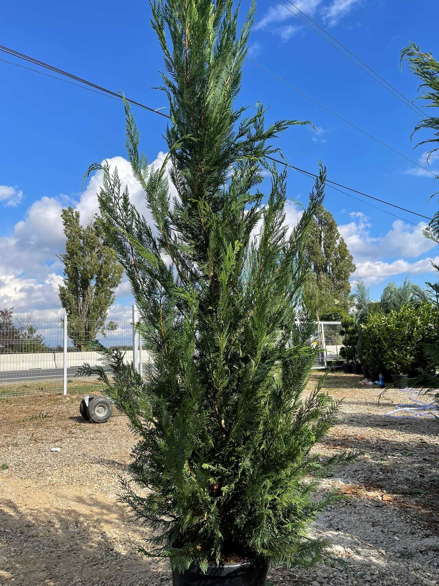 Leylandii Cupresussocyparis