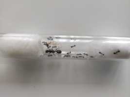Красногрудые муравьи жнецы (Messor Denticulatus)