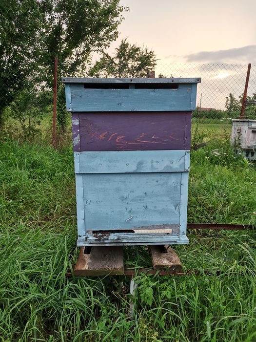 Lada Albibe 1/2 si  3/4 inclus tot inclusiv hranitor