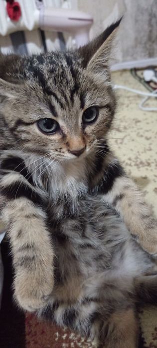 Mushuk bolasi sotiladi