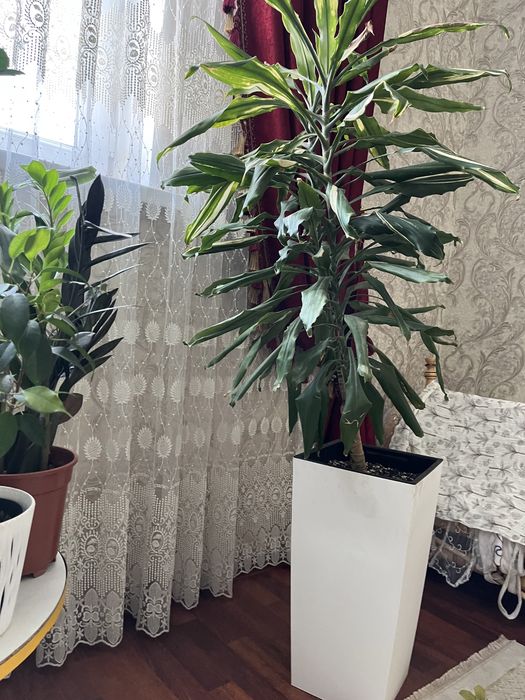 Комнатные растения