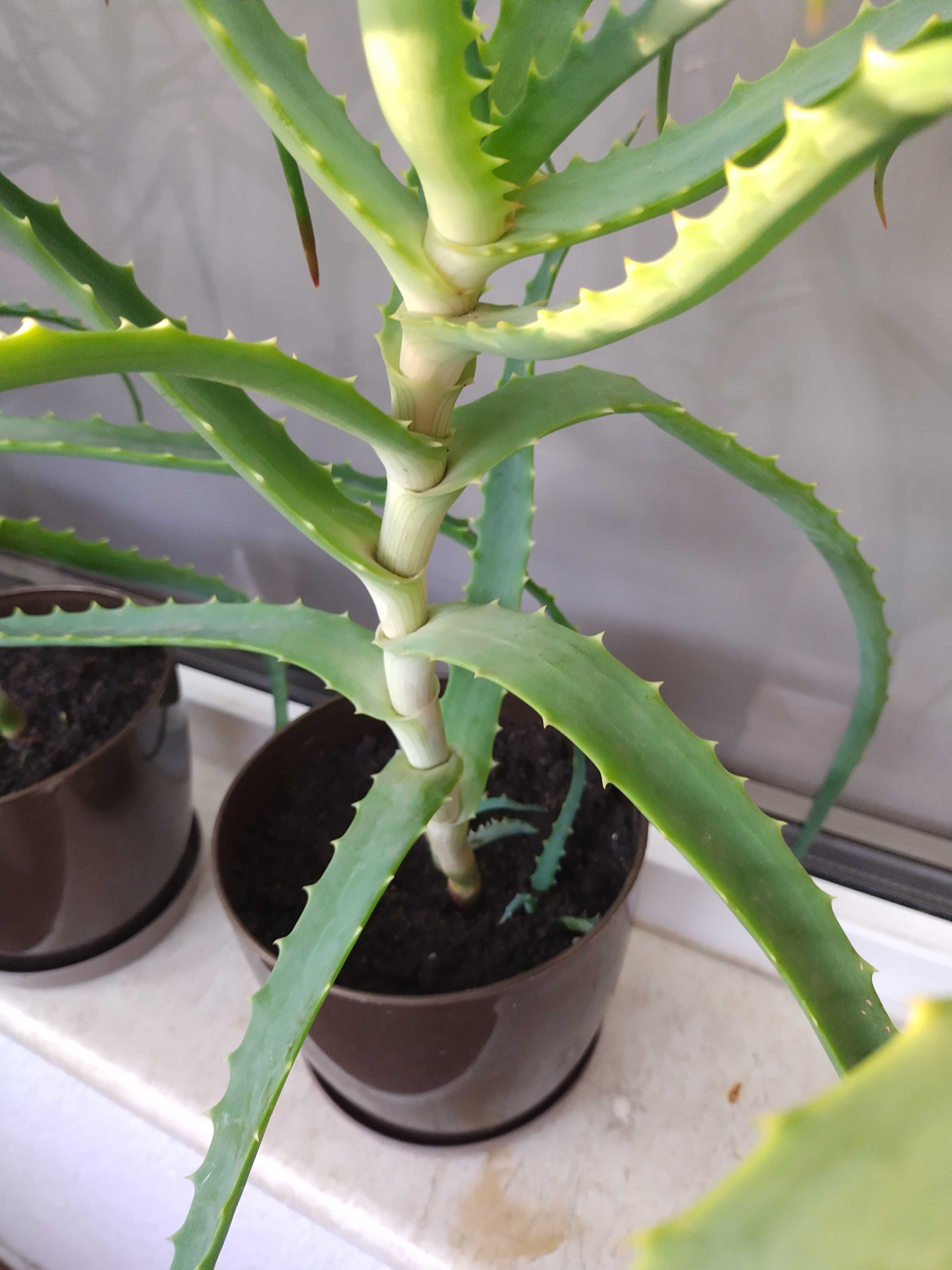 Алое вера(Aloe Аrborescens)лечебно дървовидно растение