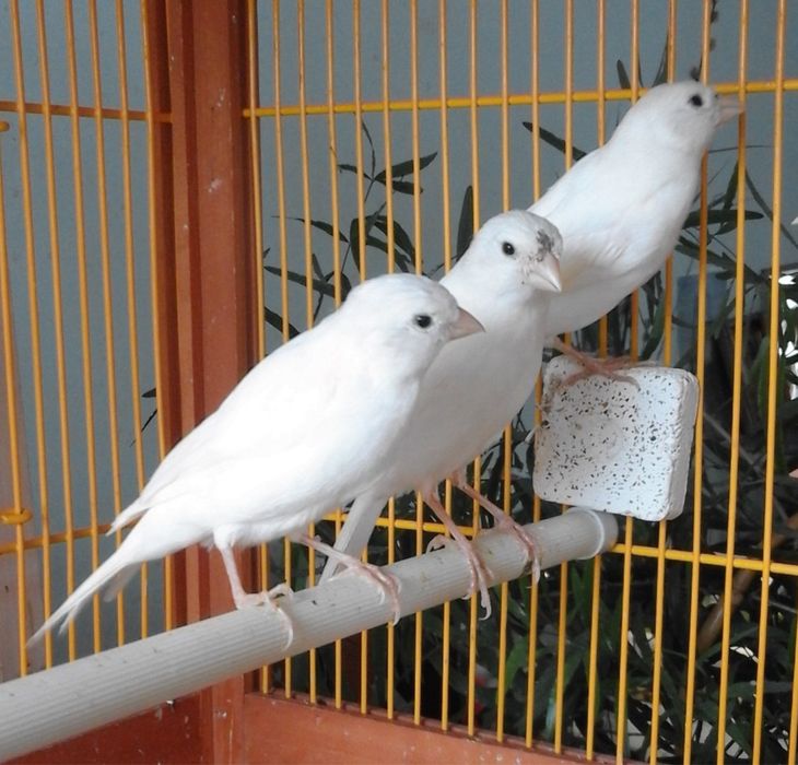 Белые канарейки (кенары)