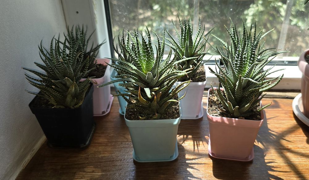 Продам комнатное растение