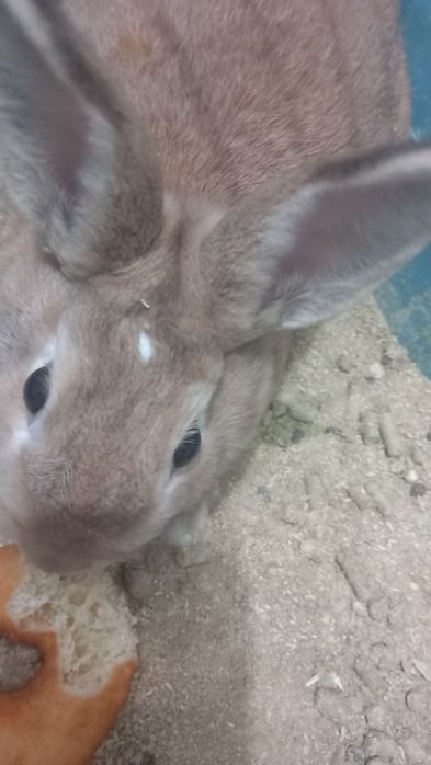 Quyonlar sotiladi 400 min parasi